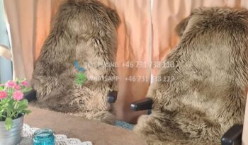 Fiat Challenger Prium XL*2011 full