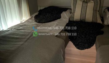 Weinsberg Carasuit 700 ME* 2019 full