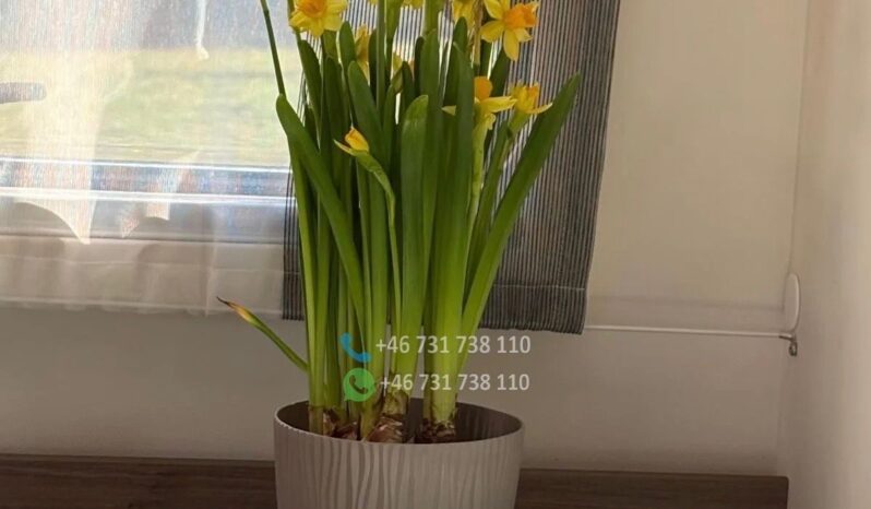 Carado T449*2024 full