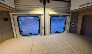 Laika Boxer*2021 full