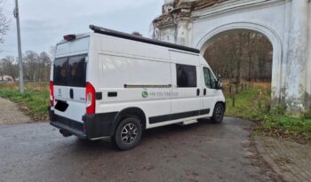 Laika Boxer*2021 full