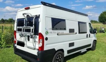 Laika Boxer*2021 full