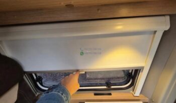 Laika Boxer*2021 full