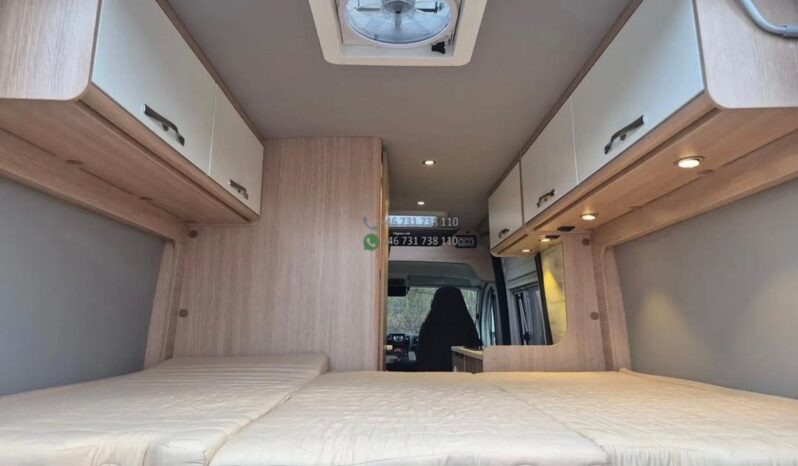 Laika Boxer*2021 full